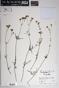 Bidens aurea image