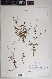 Bidens heterosperma image