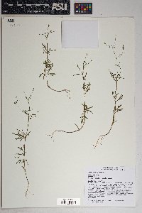 Bidens heterosperma image