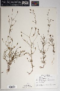 Bidens heterosperma image