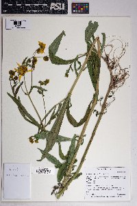 Bidens laevis image