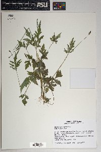 Bidens leptocephala image