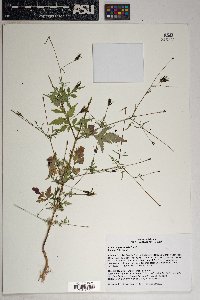 Bidens leptocephala image