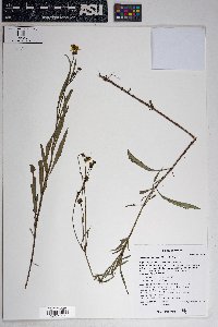 Bidens aurea image