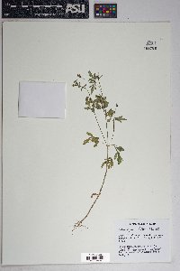 Bidens aurea image