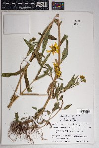 Bidens laevis image