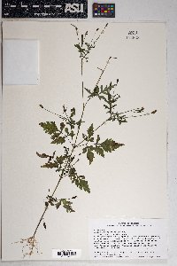 Bidens leptocephala image