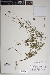 Bidens leptocephala image