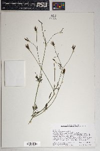 Bidens leptocephala image