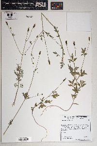 Bidens leptocephala image