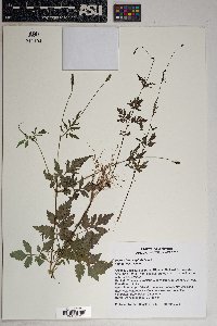 Bidens leptocephala image