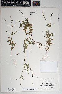 Bidens leptocephala image