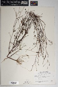 Bidens leptocephala image