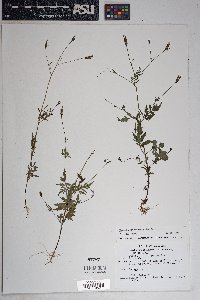 Bidens leptocephala image