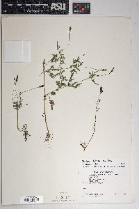 Bidens leptocephala image