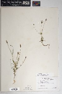 Bidens leptocephala image