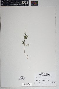 Bidens leptocephala image