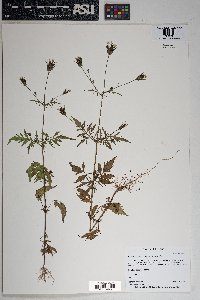 Bidens leptocephala image