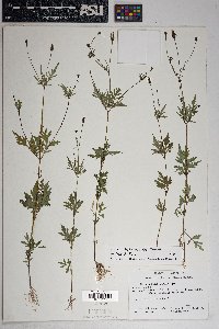 Bidens leptocephala image