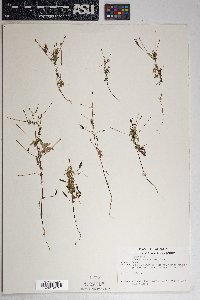 Bidens leptocephala image