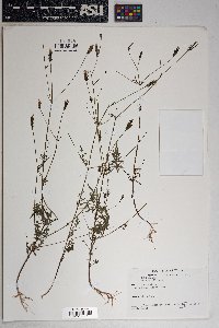 Bidens pilosa image