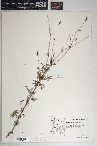 Bidens leptocephala image