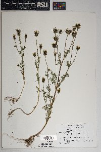 Bidens tenuisecta image