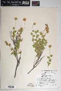 Brickellia atractyloides image