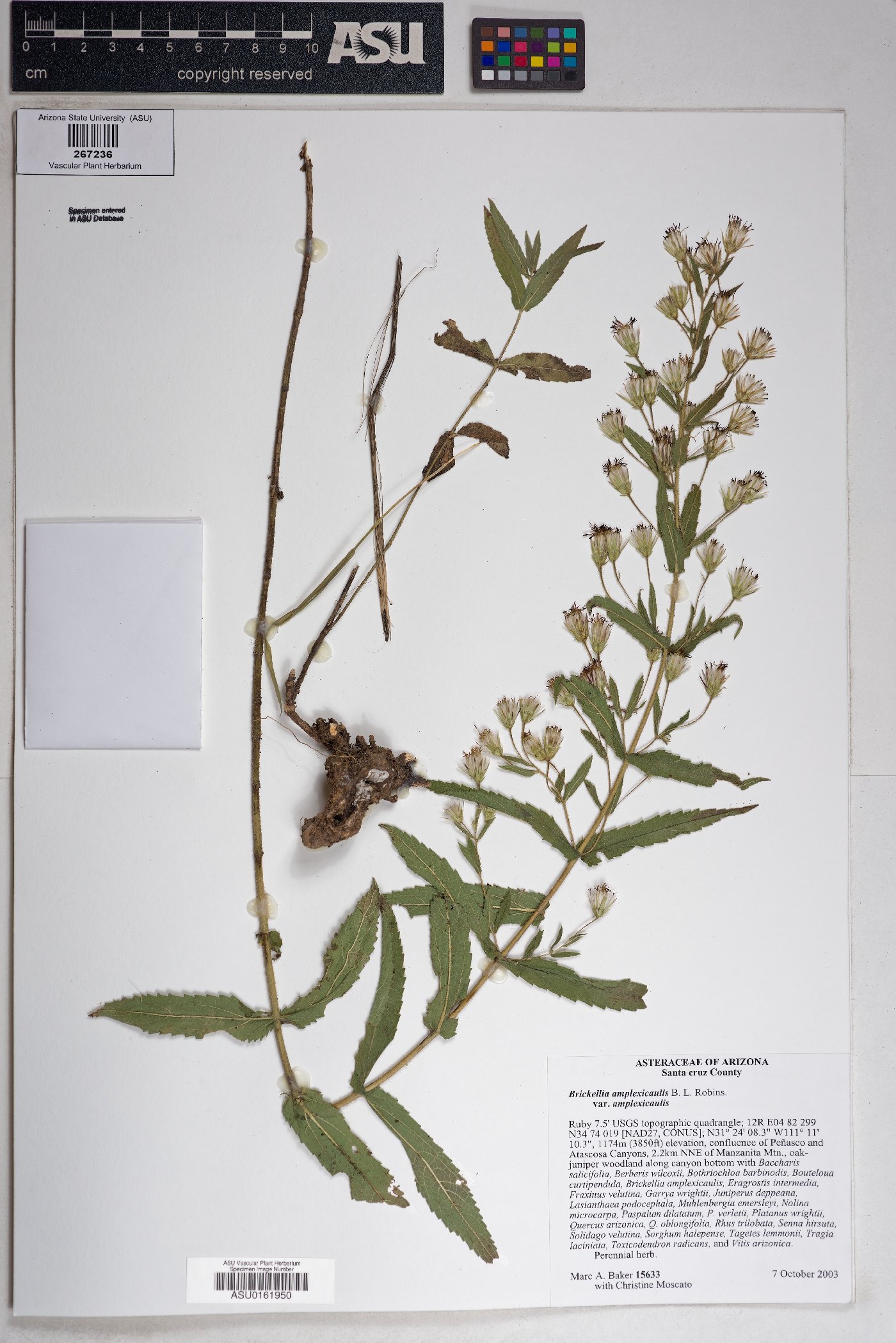 Brickellia amplexicaulis var. amplexicaulis image