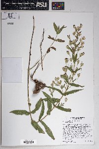 Brickellia amplexicaulis image