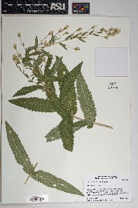 Brickellia amplexicaulis image