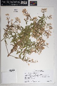 Brickellia amplexicaulis image