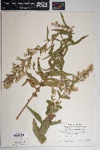 Brickellia amplexicaulis image