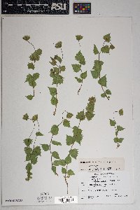 Brickellia atractyloides image