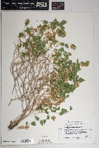 Brickellia atractyloides image