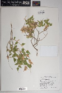 Brickellia atractyloides image