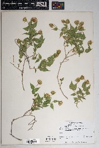 Brickellia atractyloides image