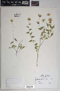 Brickellia atractyloides image