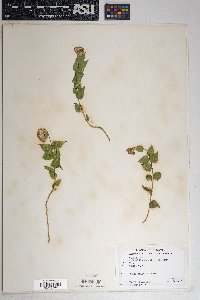 Brickellia atractyloides image