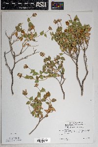 Brickellia atractyloides image