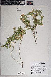 Brickellia atractyloides image