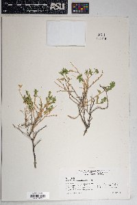 Brickellia atractyloides image