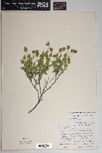 Brickellia atractyloides image