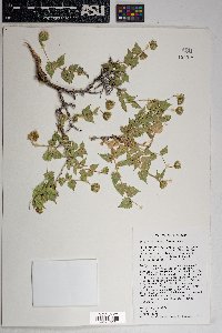 Brickellia atractyloides image