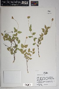 Brickellia atractyloides image