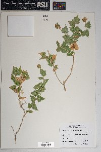 Brickellia atractyloides image