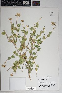 Brickellia atractyloides image