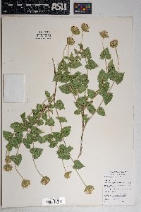 Brickellia atractyloides image