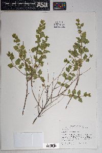 Brickellia baccharidea image