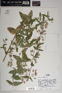 Brickellia betonicifolia image